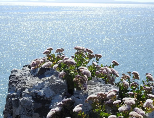 Punta Ballena: su riqueza florística y belleza paisajística como aspecto clave para su conservación