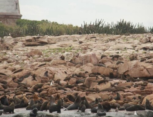 Isla de Lobos: la primera área oceánica protegida de Uruguay