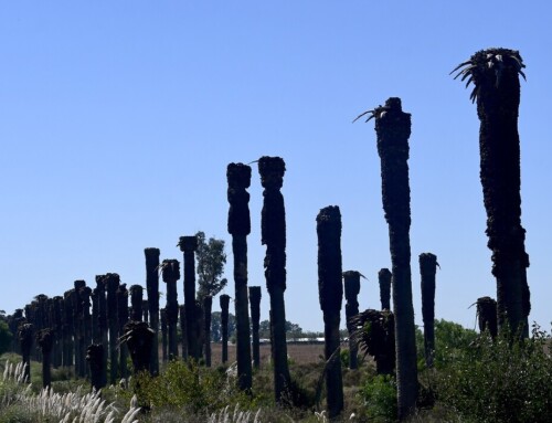 El picudo rojo: una plaga que pone en riesgo los palmares y el patrimonio paisajístico de Uruguay