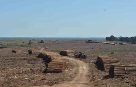 Paisajes forestales: cosecha forestal en Tierras Coloradas
