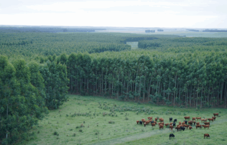 Ganado en campo forestal Piñera-Beisso