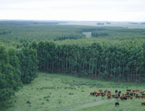 La expansión forestal en Uruguay y sus afectaciones en el tejido cuerpo-territorio