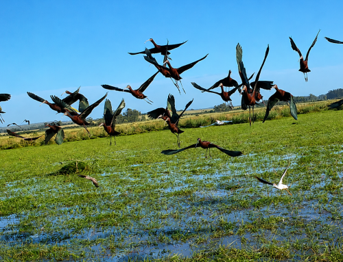 Aves y turismo: uso de ecosistemas acuáticos temporales en la Laguna de Castillos