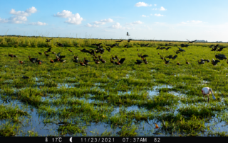 Aves y charcos temporales 3